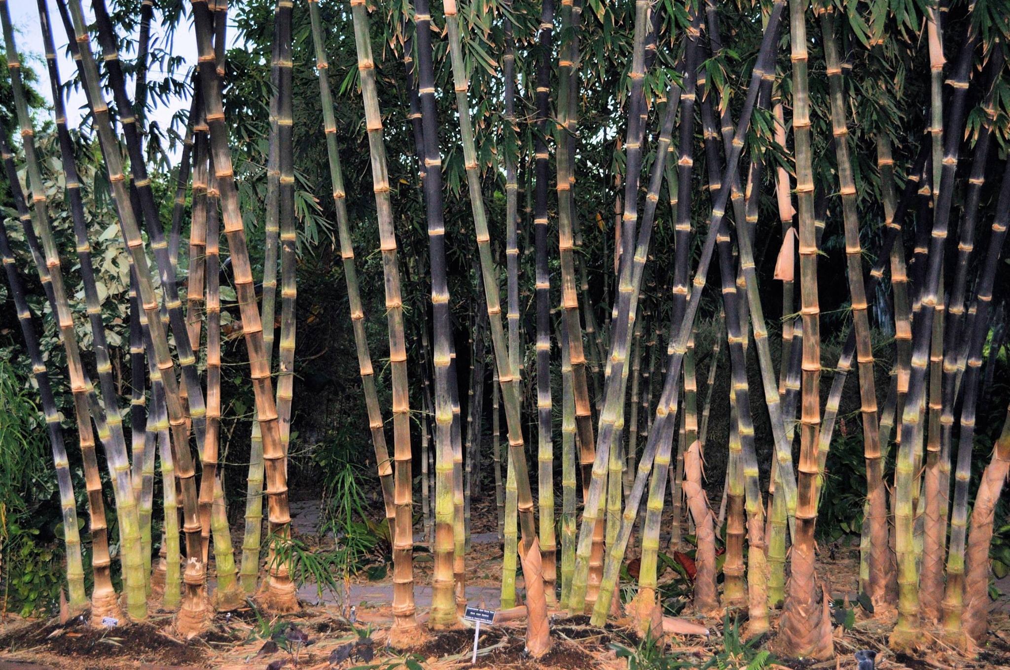 Tropical Bamboo Nursery & Gardens - Loxahatchee Loxahatchee