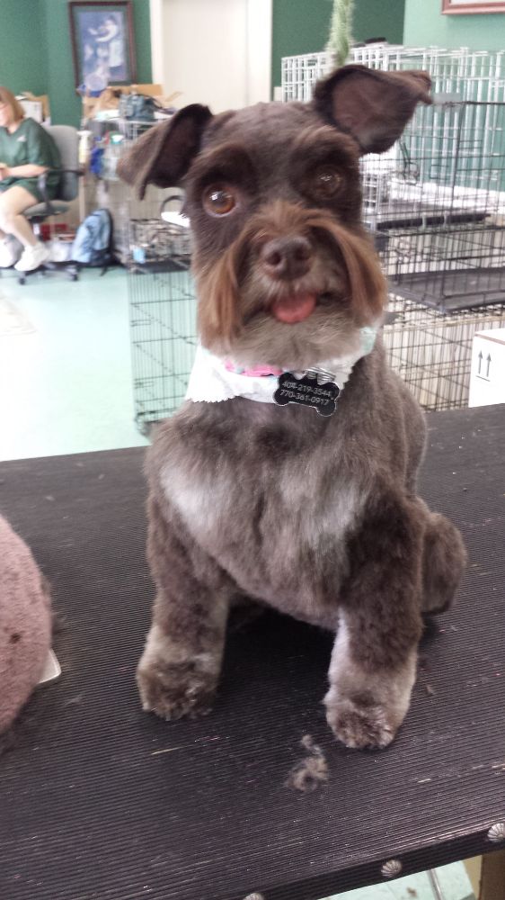 Pet Boutique Grooming - Marietta Availability